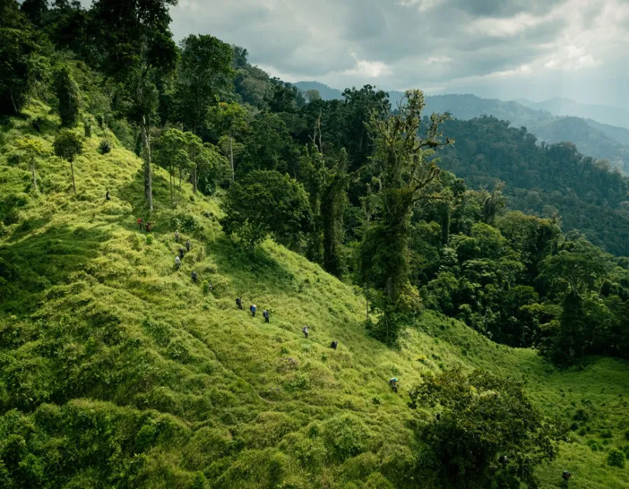 Jungle_3