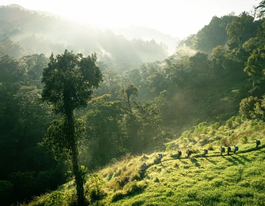Jungle