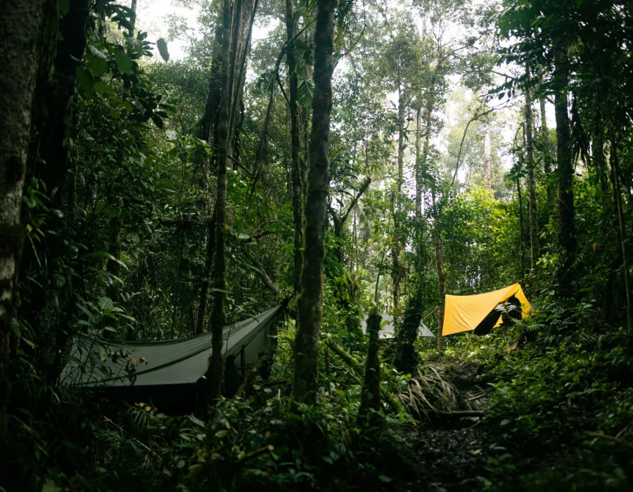 Jungle5