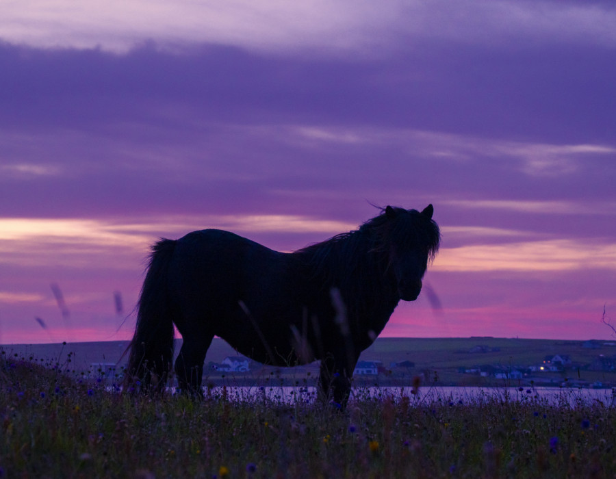 low res shetland-800866