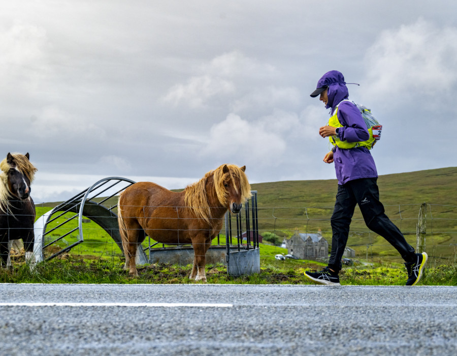 low res shetland-808244