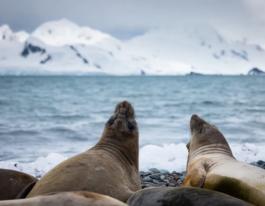 Antarctica Adventure