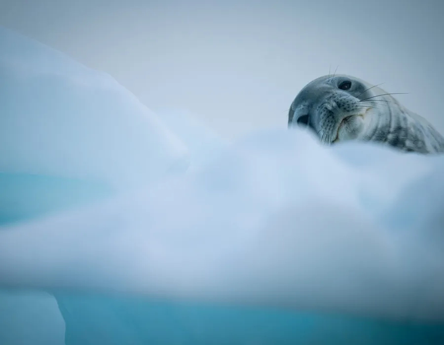 Antarctica Adventure _15