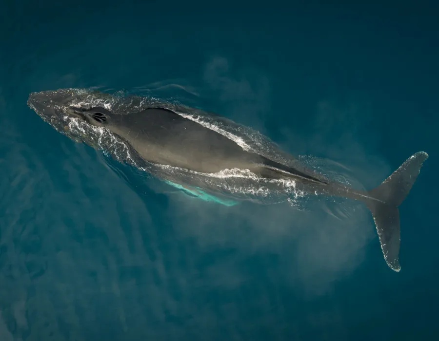 Antarctica Adventure _25
