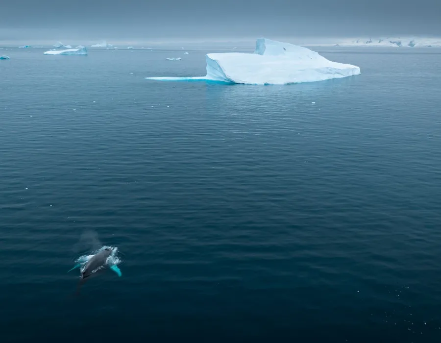 Antarctica Adventure _27