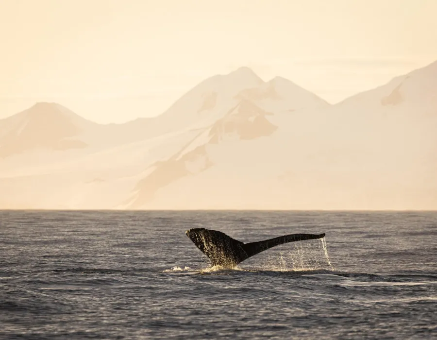 Antarctica Adventure _35