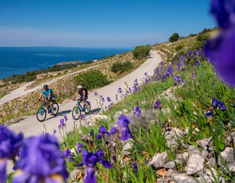 Two cyclists ride along a coastal road with purple flowers and sparse greenery to their left