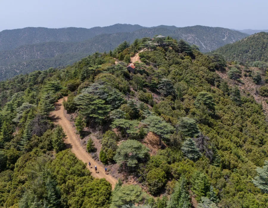 Rocky road, weaving through trees