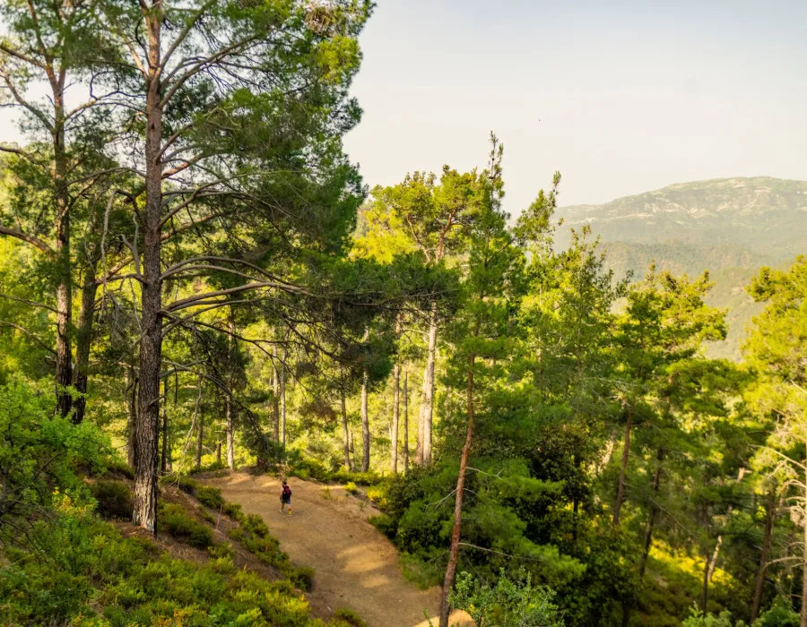 Person walking through a forest with rolling hills in the background