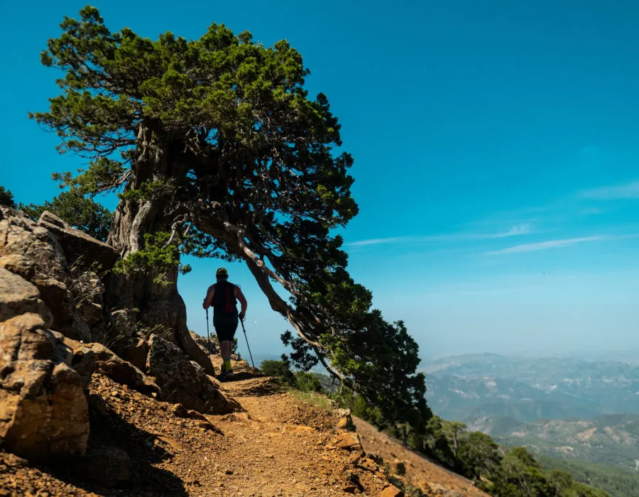 Participant running on sandy, rocky terrain, underneath a tree