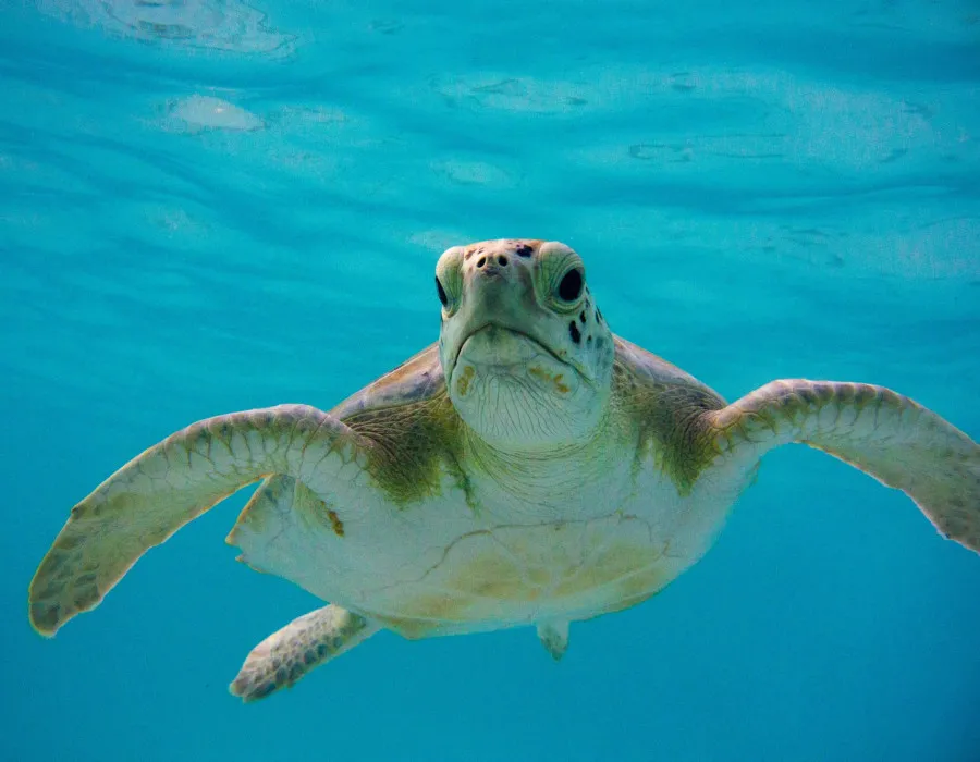 Turtle swimming through clear water