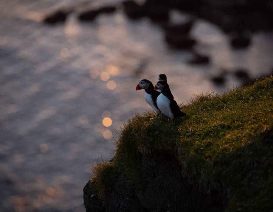 Puffins sat on grass with water behind