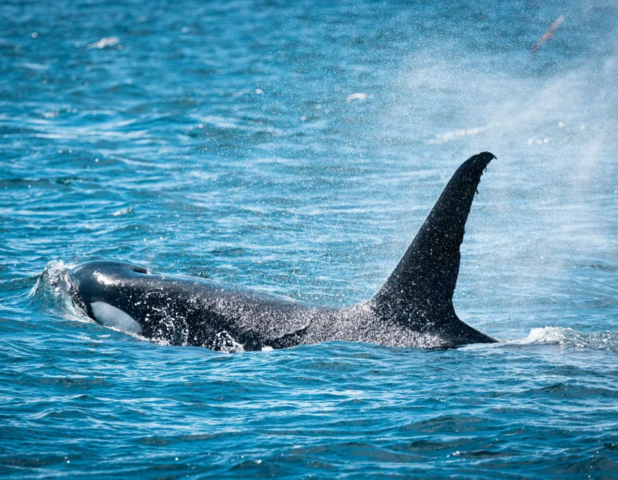 Orca swimming through clear, bright water
