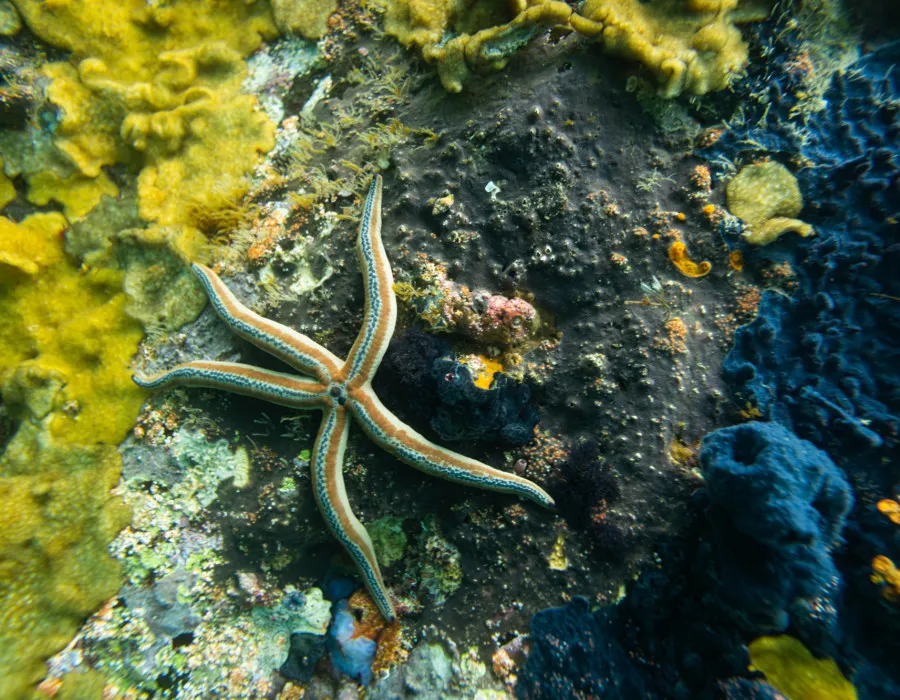 Starfish on jagged rock with greenery around