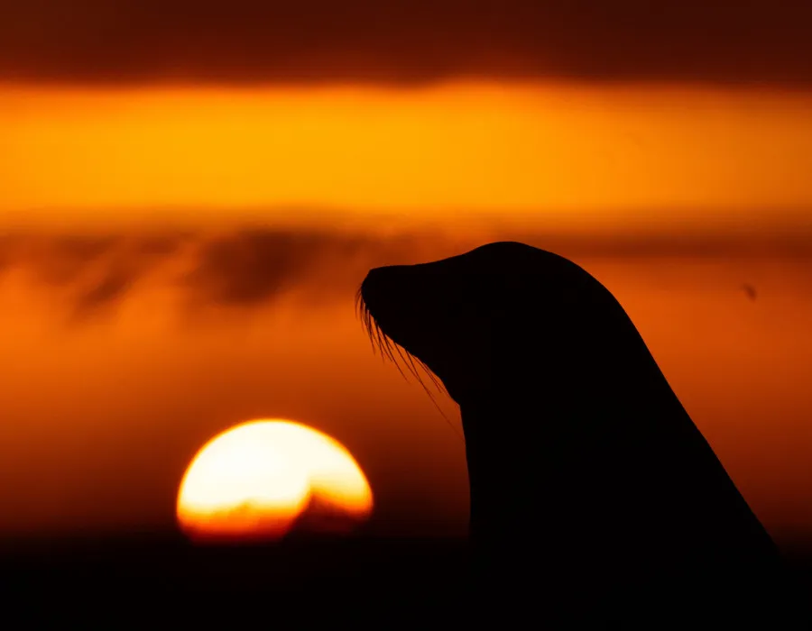 Head of seal with low sun and colourful sky behind