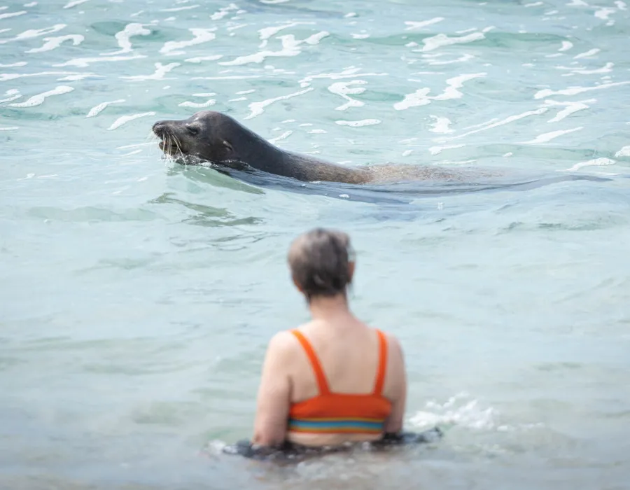 Woman sat in clear water, watching seal swim past