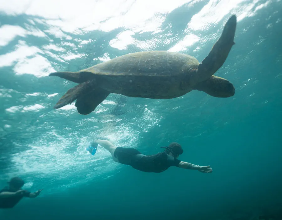 Participant swimming next to turtle in clear sea