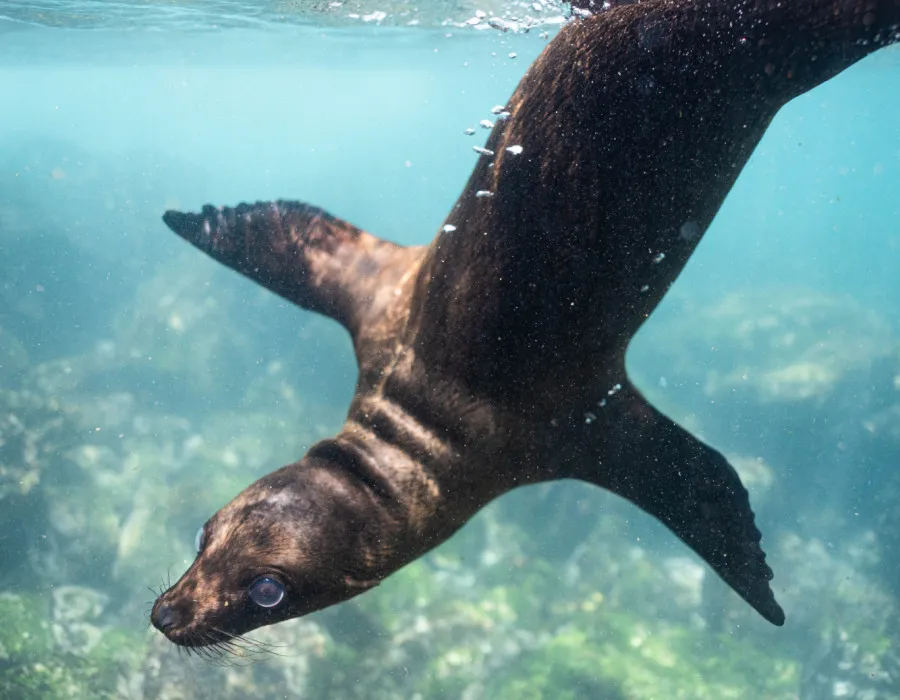 Seal diving into clear water
