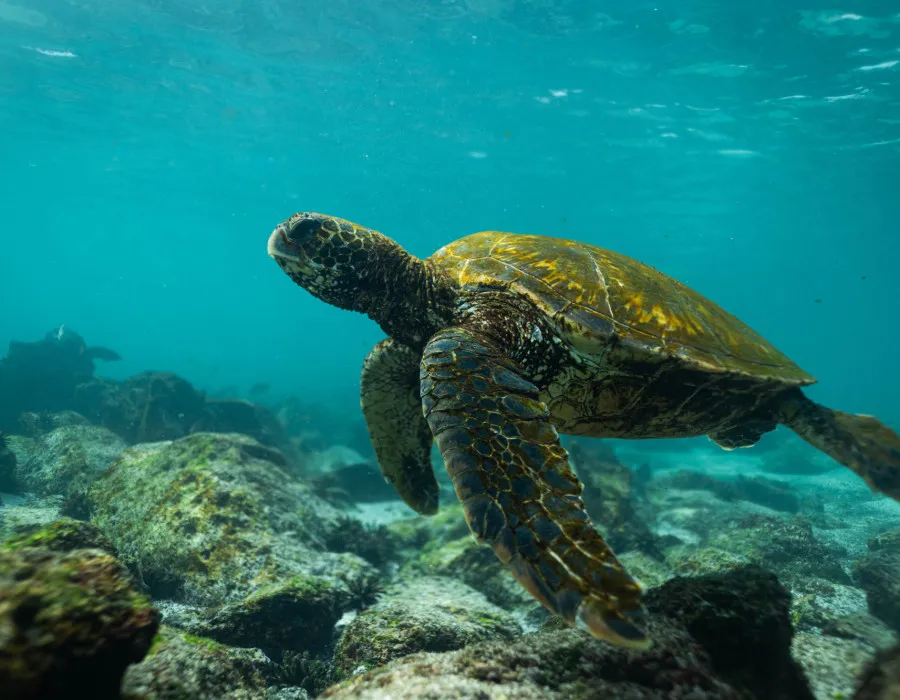 Turtle swimming through clear water