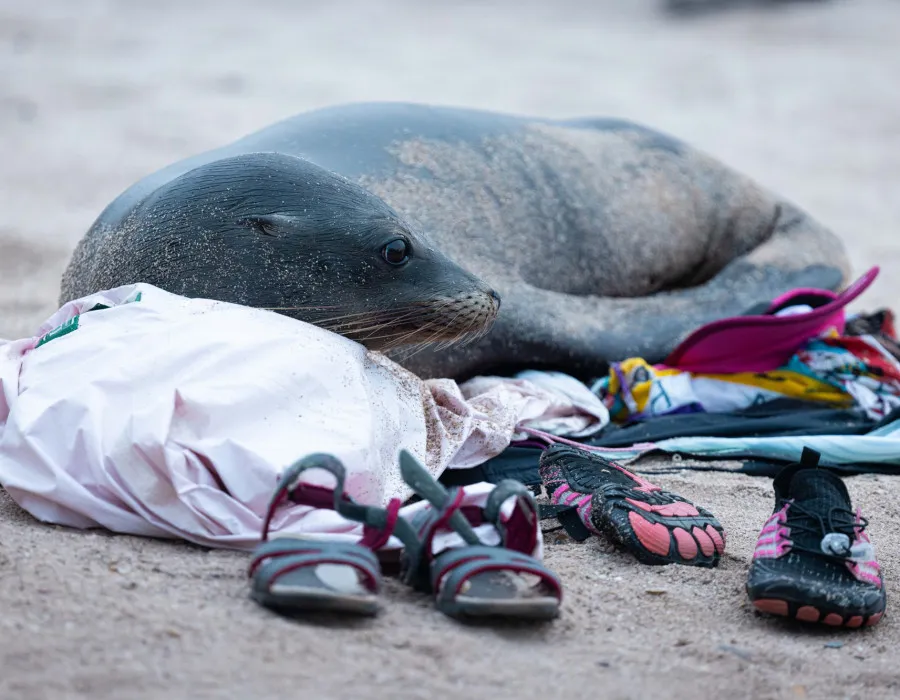 Seal lying on participant's clothing