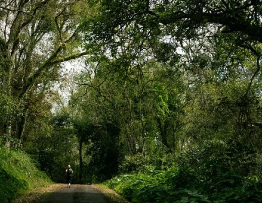 Participant running through forest