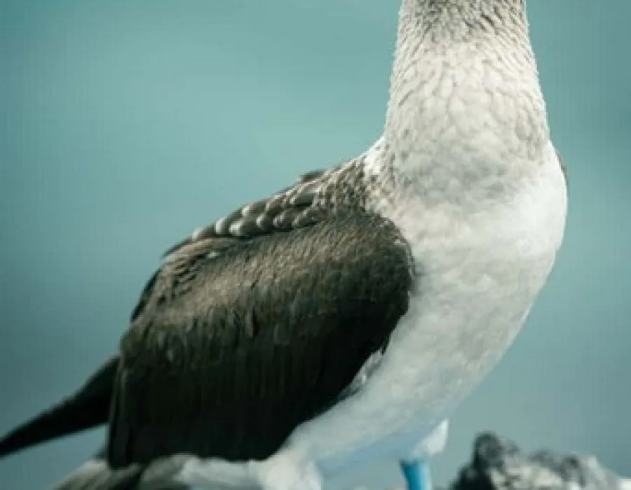 Blue footed bird stood on rock