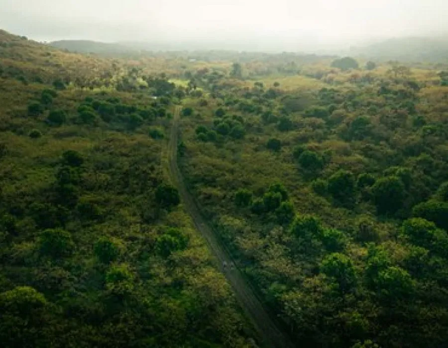 Aerial view of track leading through forest