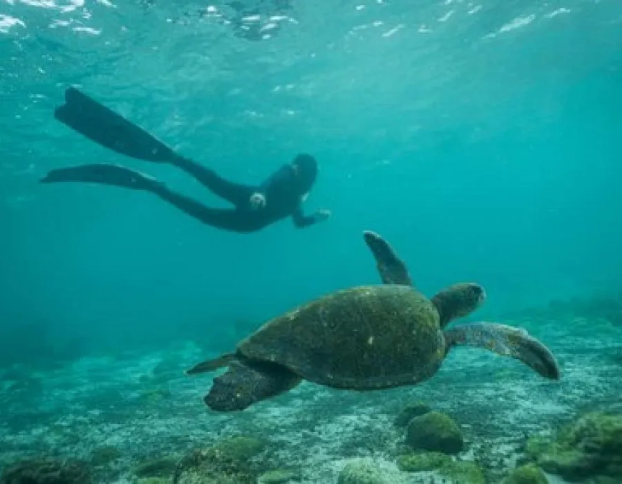 Participant swimming next to turtle in clear water