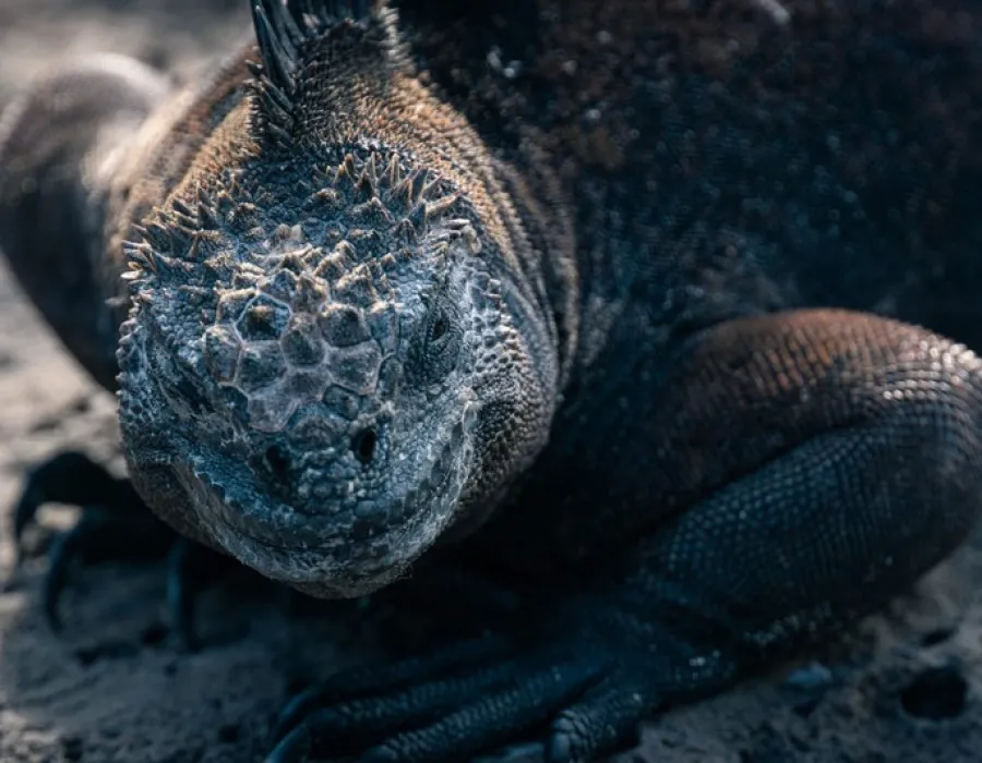Reptile perched on rock