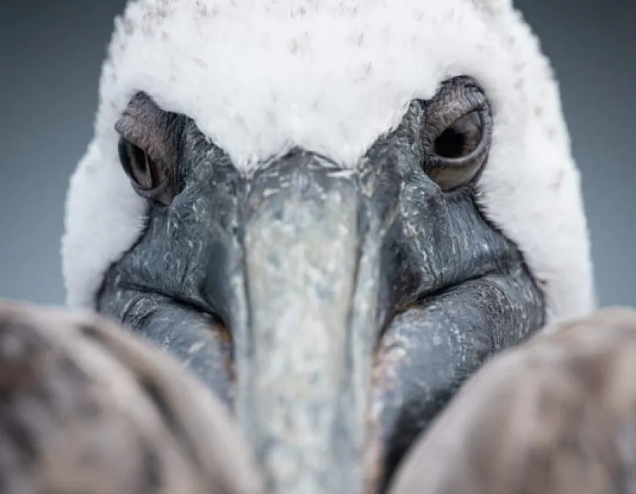 Close up of beak and eyes of bird with fluffy, white head