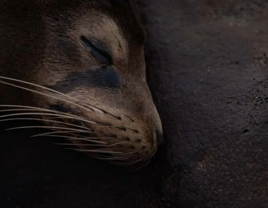 Head of sleeping seal on ground