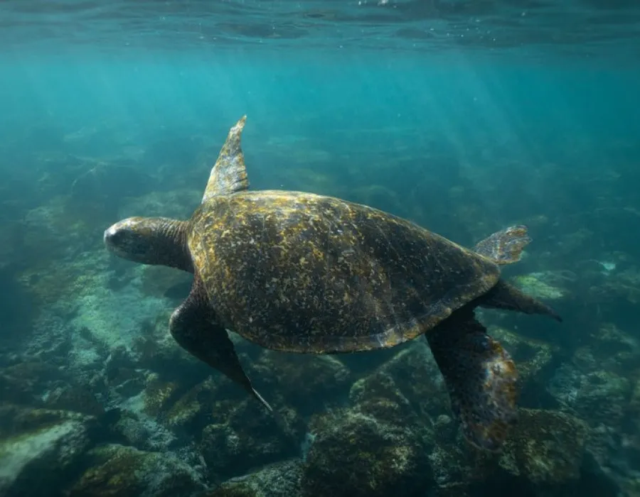 Turtle swimming through clear water