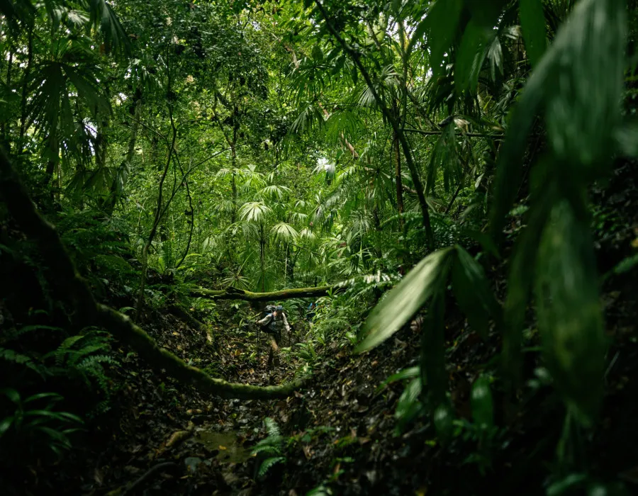 Project Jungle_2