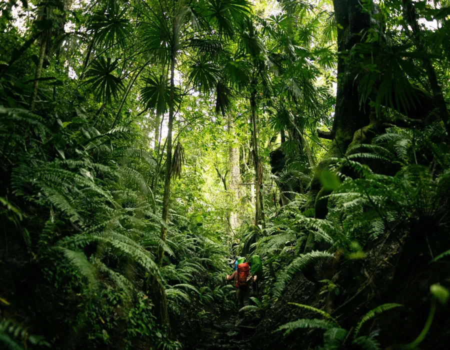 Project Jungle_4