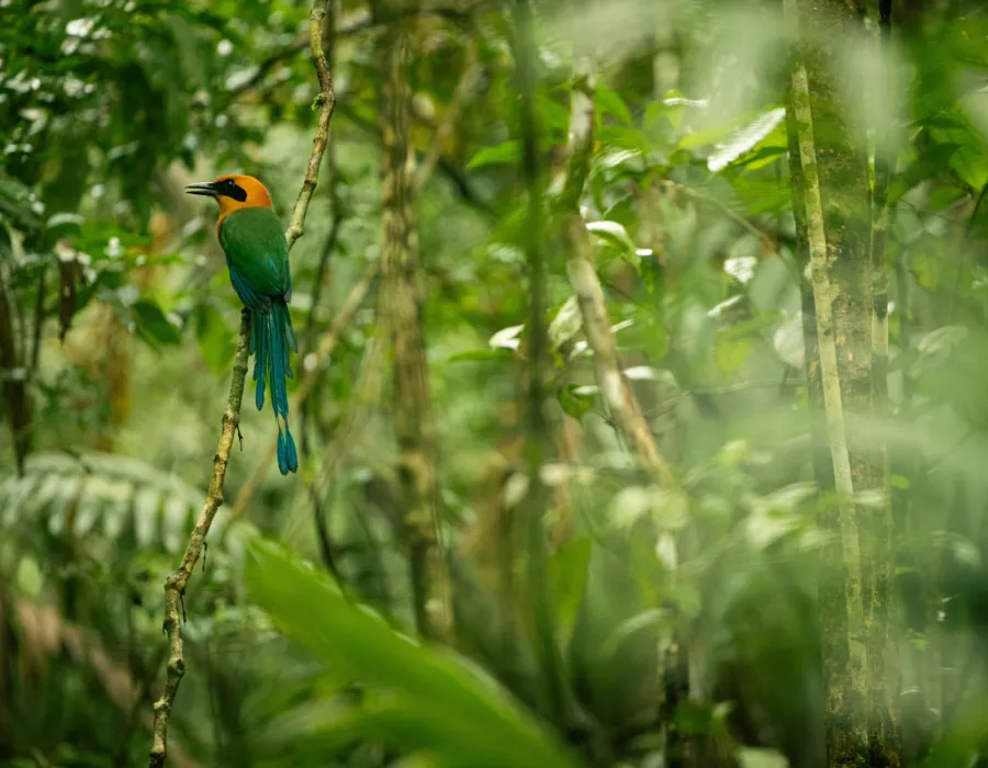Project Jungle_5
