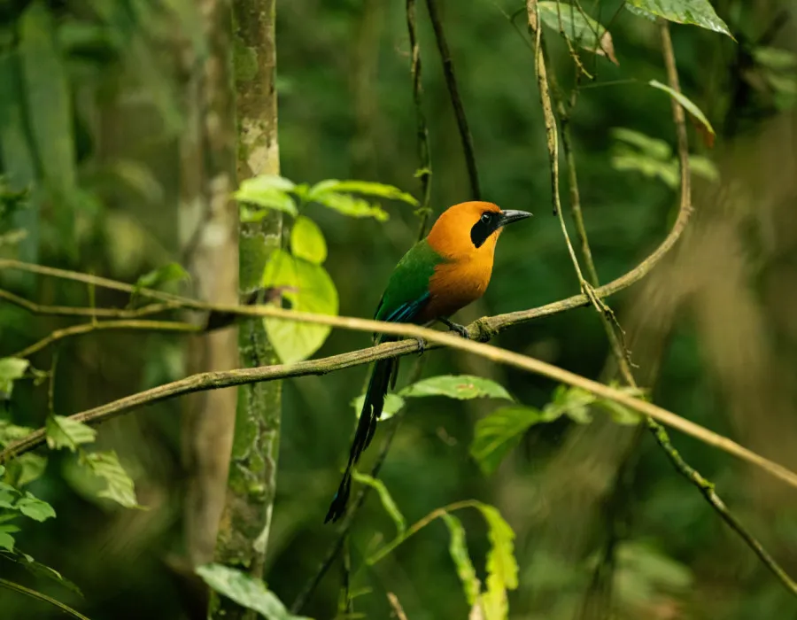 Project Jungle_6