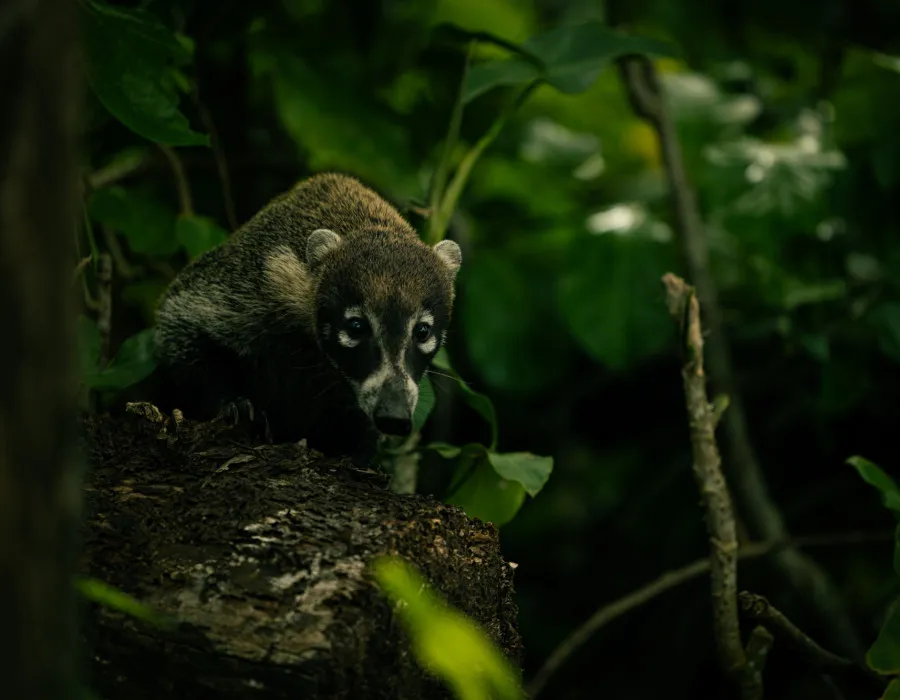 Project Jungle_10