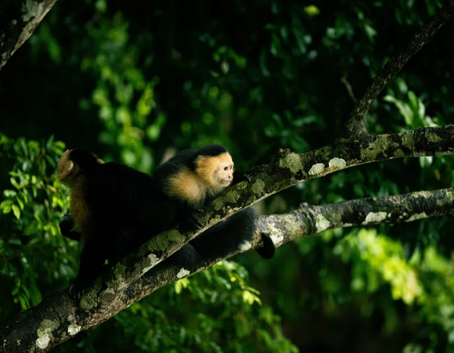 Project Jungle_13
