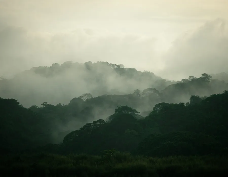Project Jungle_15