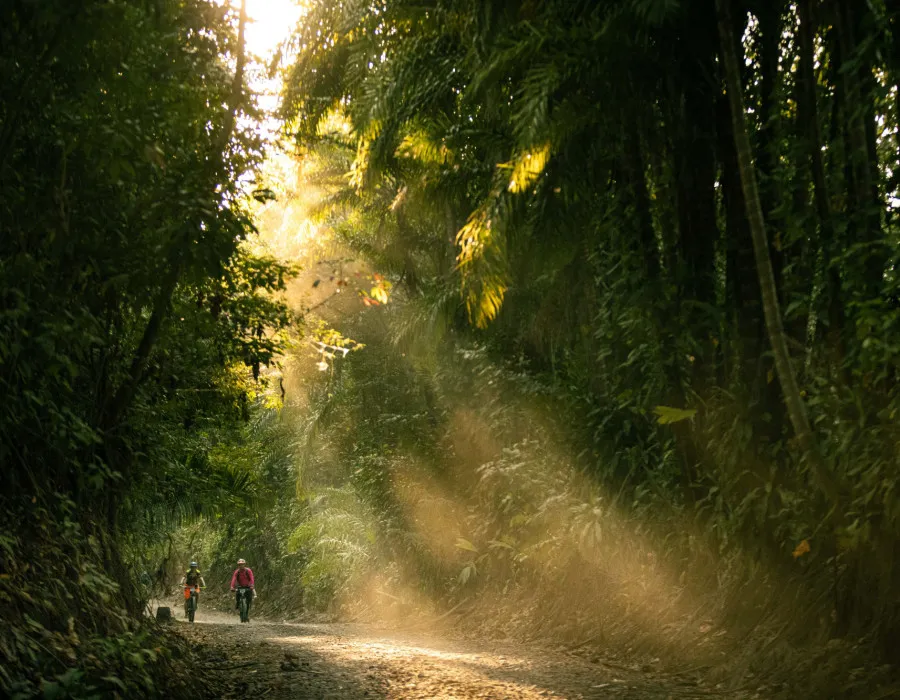 Participants cycling on sunlit path through jungle