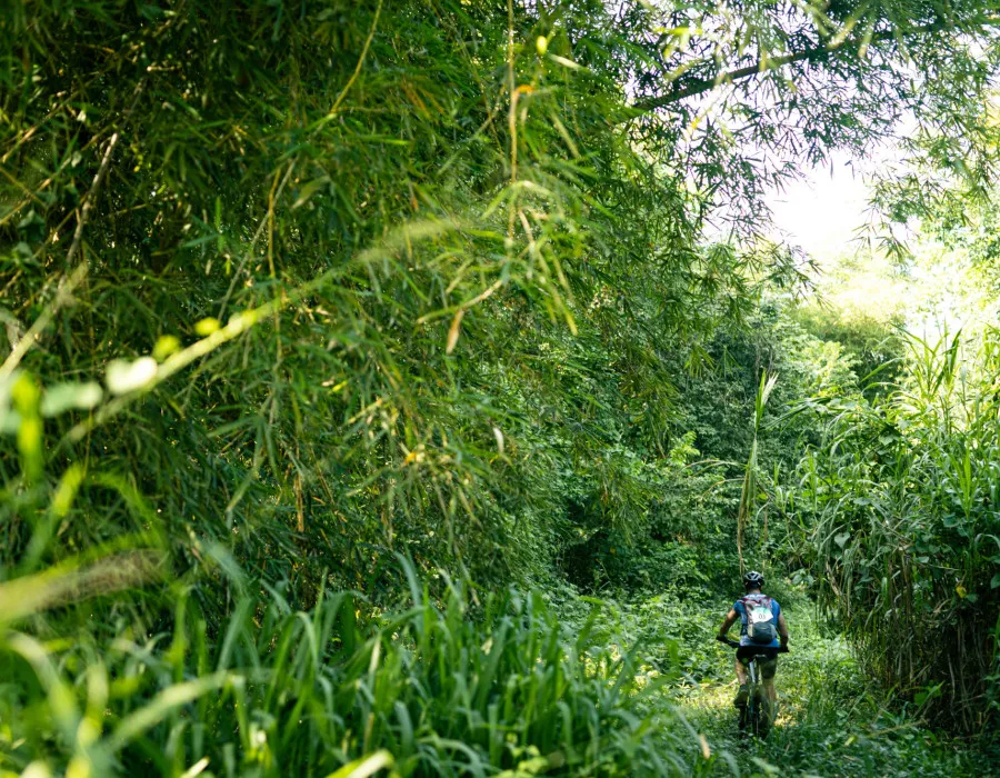 Participant cycling through grassy forest