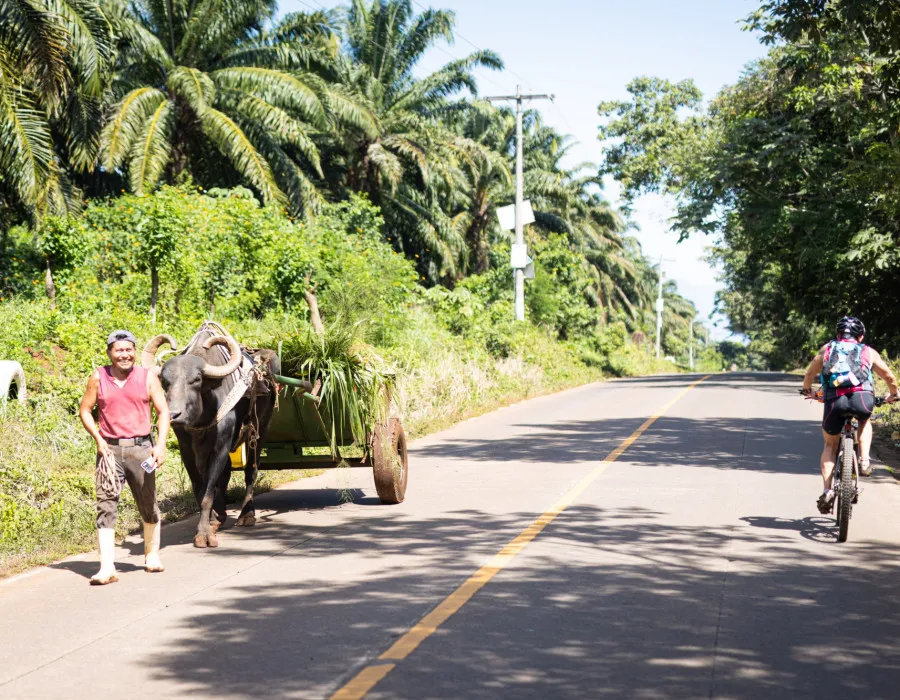 A cyclist rides along a quiet tropical road past a man walking beside a buffalo pulling a cart filled with grass, surrounded by lush palm trees and dense greenery