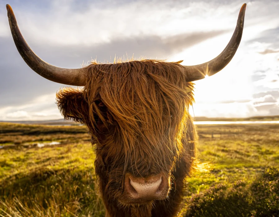 Highland cow stood in field with sunny sky above