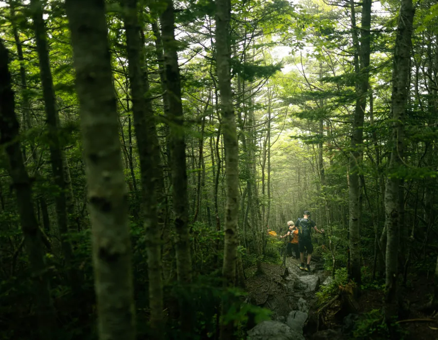 Participants walking through forest