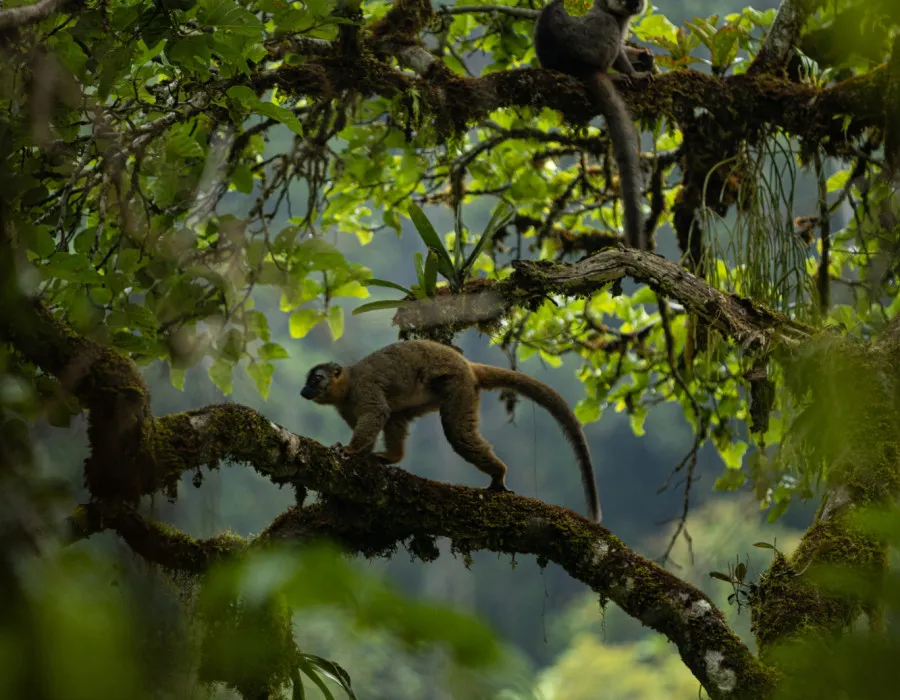 Two monkeys in leafy trees