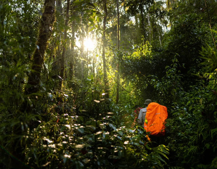 Participants trekking through tropical jungle