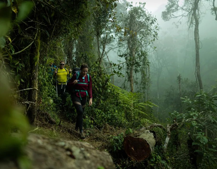 Participants walking through dense, misty jungle
