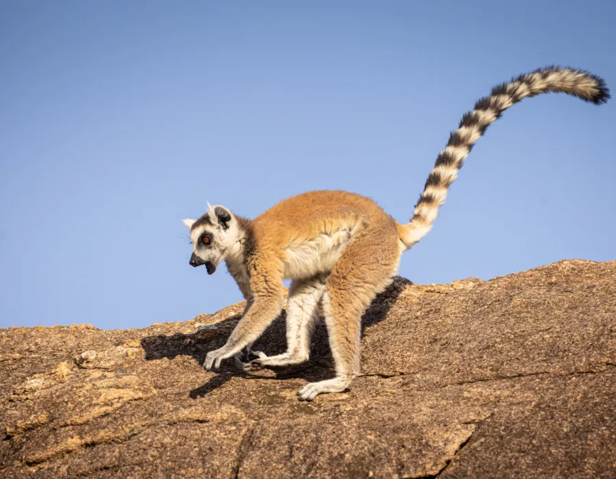 Lemur climbing on rock with blue sky in the background