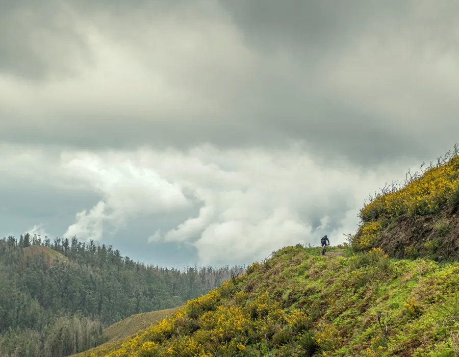 Participant cycling on narrow track with forest behind