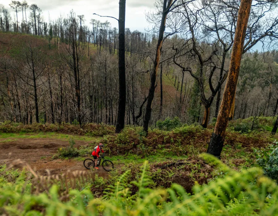 Participant cycling through forest
